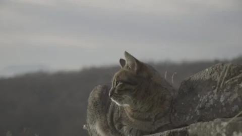 Lying tiger cat purring with landscape 動画素材 132465658