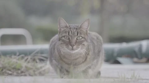 Lying tiger cat purring with landscape 動画素材 132465660