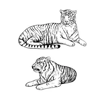 Lying tiger isolated on white background. Hand-drawn realistic vector illus.. Stock Illustration