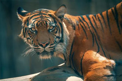 Lying tiger staring into the shot Stock Photos