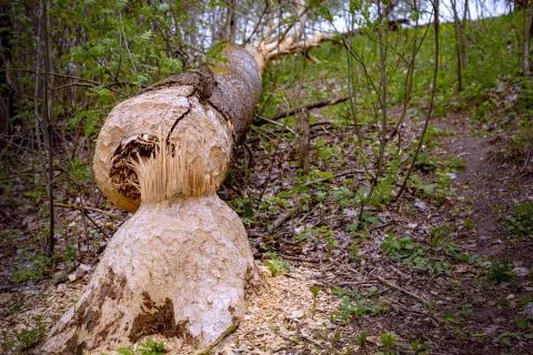 Lying tree that beavers gnawed Stock Photos