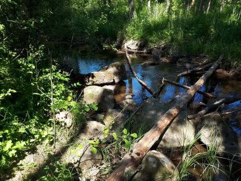 Lying tree by a brook in a forest Stock Photos