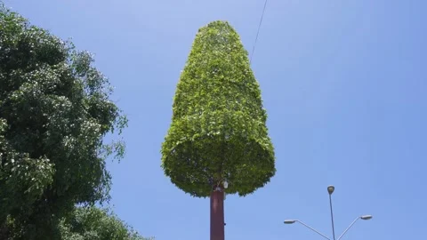 A lying tree camouflaging a cellular antenna Stock Footage 150312001