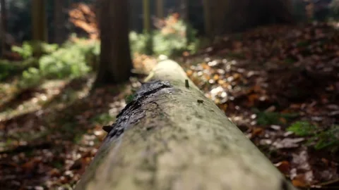 Lying tree log in the forest. A wood plant attacked by a parasite is a Stock Footage 268938796