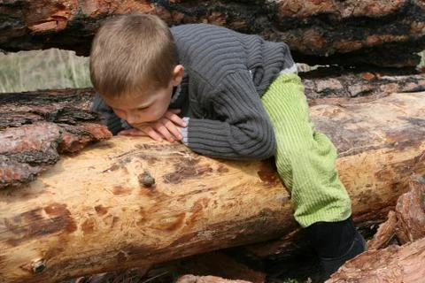 Lying on tree Stock Photos