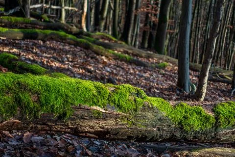 Lying tree trunk covered with moss Stock Photos