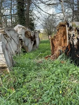 Lying tree trunks Stock Photos