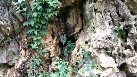 Lying Vegetation on Karst Cliffs": 動画素材 328915798