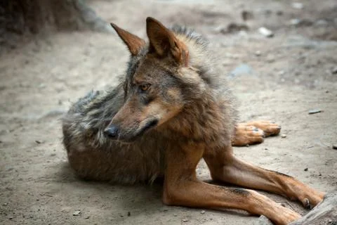 Lying wild wolf in the wild Stock Photos