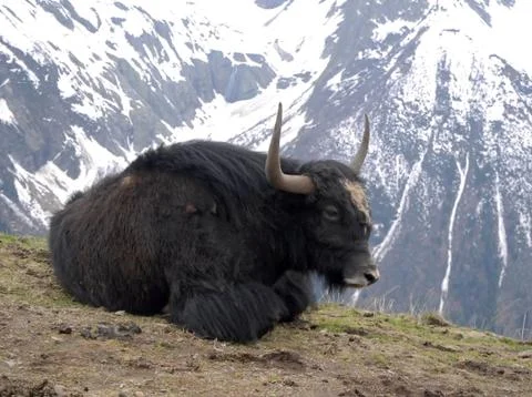 Lying yak Stock Photos