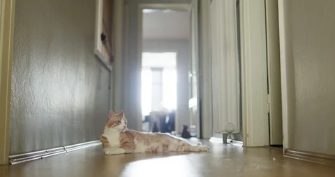 Lying yellow cat looks back at corridor and gets up. Ultra slow motion. Stock Footage 90988565