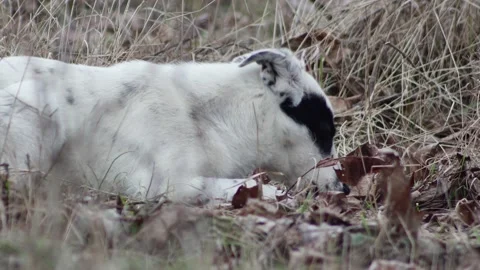 Lying young hungry dog eats something in the forest, side view Vídeos de archivo 231087222