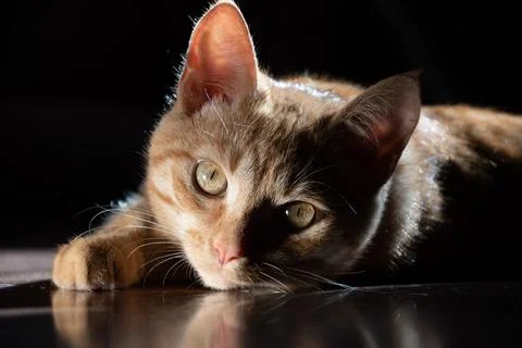 Lying young red cat Stock Photos