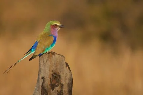 Lylac Breasted Roller Stock Photos