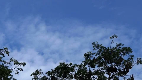 Lyle's flying fox Stock Footage 114285242