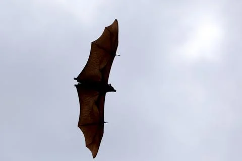 Lyle's flying fox or Bat fruit flying on sky Stock Photos