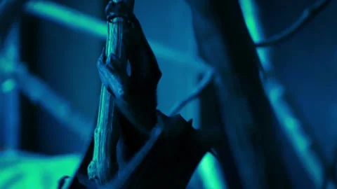Lyle's flying fox (Pteropus lylei) Stock Footage 181572407