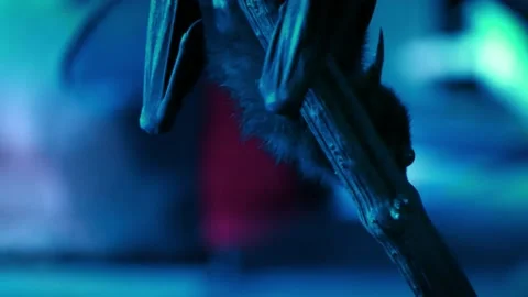 Lyle's flying fox (Pteropus lylei) Stock Footage 181572802