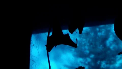 Lyle's flying fox (Pteropus lylei) Stock Footage 250296789