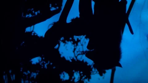 Lyle's flying fox (Pteropus lylei) Video stock 259162658