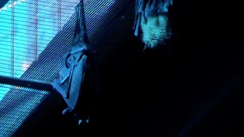 Lyle's flying fox (Pteropus lylei) Stock Footage 259165741