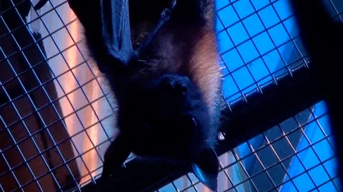 Lyle's flying fox (Pteropus lylei) Video stock 283009063