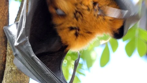 Lyle's flying fox on a tree. Stock Footage 91515380