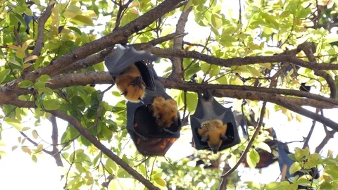 Lyle's flying fox on a tree. Stock Footage 92101192