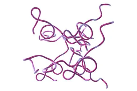 Lyme disease bacteria Stock Illustration