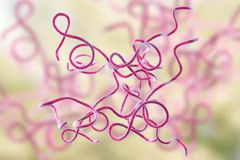 Lyme disease bacteria Stock Illustration