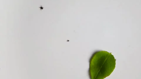 Lyme Disease Transmitting Ticks Crawling on a White Surface Stock Footage 340847443