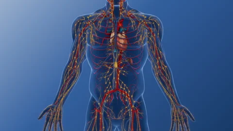Lymph Drainage Network Supporting Immune Circulation Stock-Footage 306998203