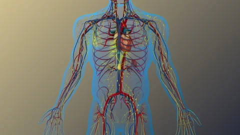 Lymph Drainage Through Right and Thoracic Ducts 스톡 동영상 304718050