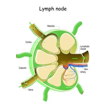 Lymph Node Anatomy Stock Illustration