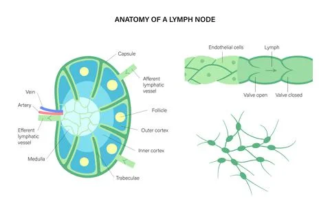 Lymph node anatomy Stock Illustration