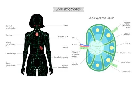 Lymph node anatomy Stock Illustration