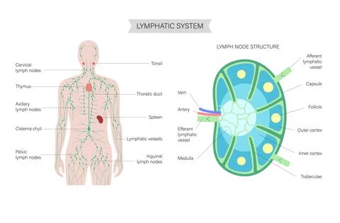 Lymph node anatomy Stock Illustration