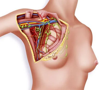  Lymph node, drawing Axillary fossa (cutaway view). Illustration (cutaway ... Stock Photos