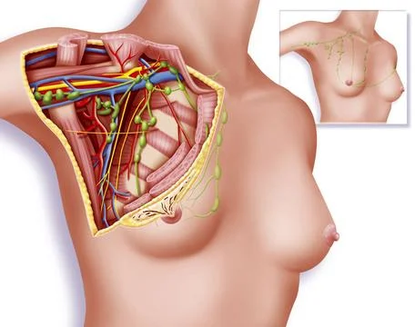  Lymph node, drawing Axillary fossa and nodi lymphatici (cutaway view). Il... Stock Photos