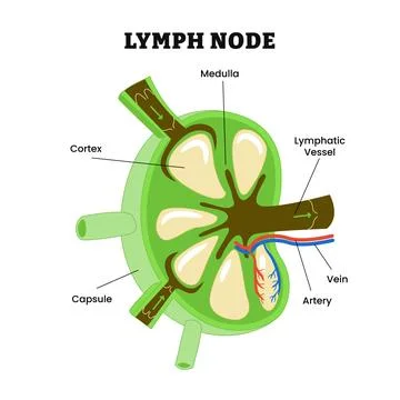 Lymph Node Structure Anatomy, labeled cortex, medulla, lymphatic vessel, ca.. 스톡 일러스트