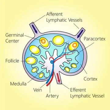 Lymph Node Structure Stock Illustration