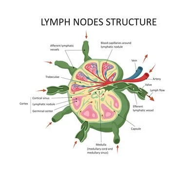 Lymph node structure medical educational science vector illustration. Stock Illustration