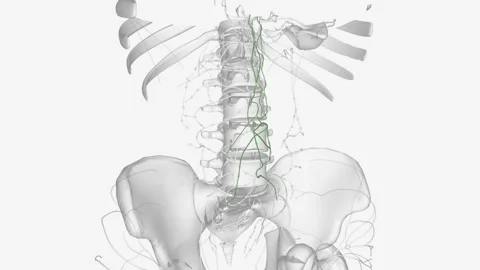 Lymph nodes and lymphatic vessels in the region of the stomach and aorta, Stock Footage 271040430