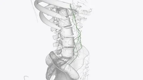 Lymph nodes and lymphatic vessels in the region of the stomach and aorta, str Illustrazione stock