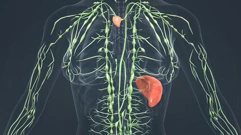 Lymph nodes and Thyroid glands Stock Illustration