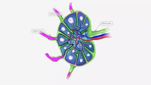 Lymph nodes are bean-shaped organs distributed along the lymphatic vessels. Видео 231402081