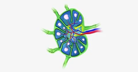 Lymph nodes are bean-shaped organs distributed along the lymphatic vessels. Illustrazione stock
