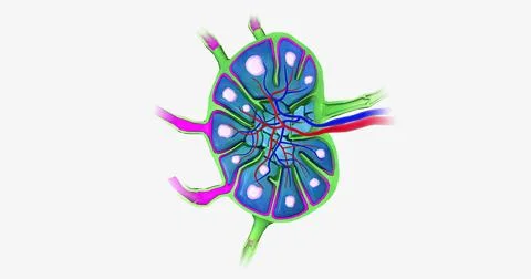 Lymph nodes are bean-shaped organs distributed along the lymphatic vessels. Illustrazione stock