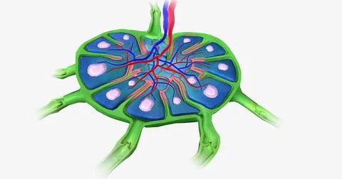 Lymph nodes are bean-shaped organs distributed along the lymphatic vessels. Illustrazione stock