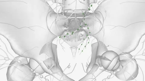 The lymph nodes are small, bean-shaped organs located throughout the body Stock Footage 271043351